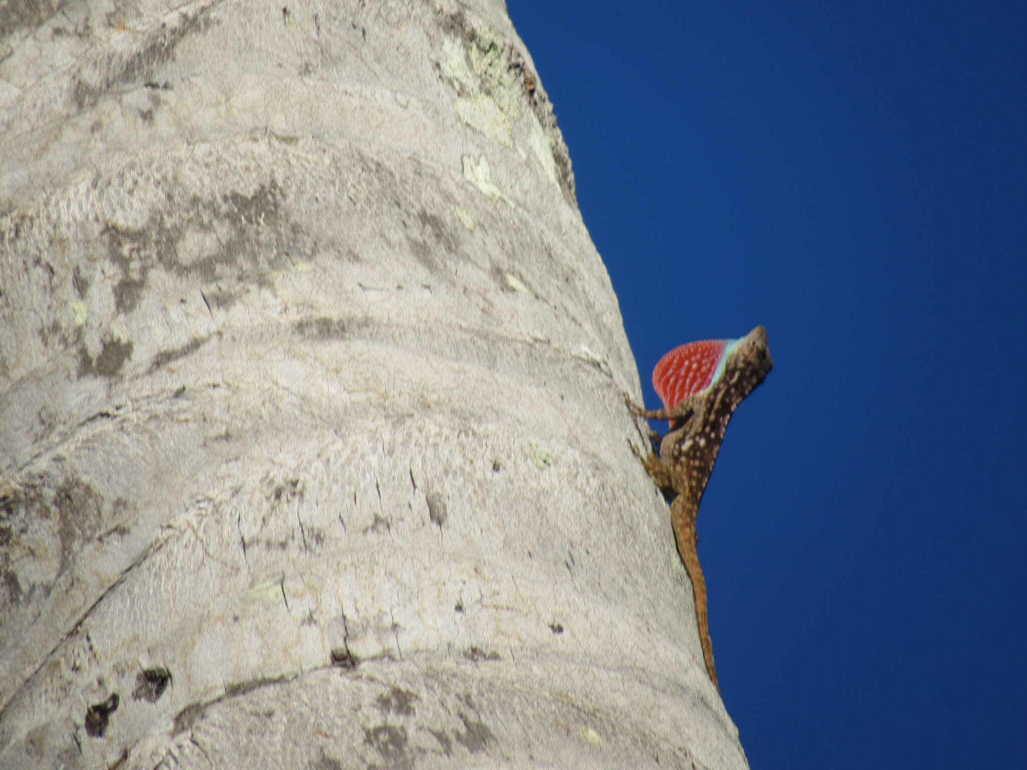 Image of Anolis charlesmyersi Köhler 2010