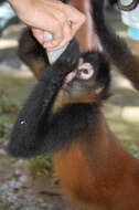 Image of Black-handed Spider Monkey