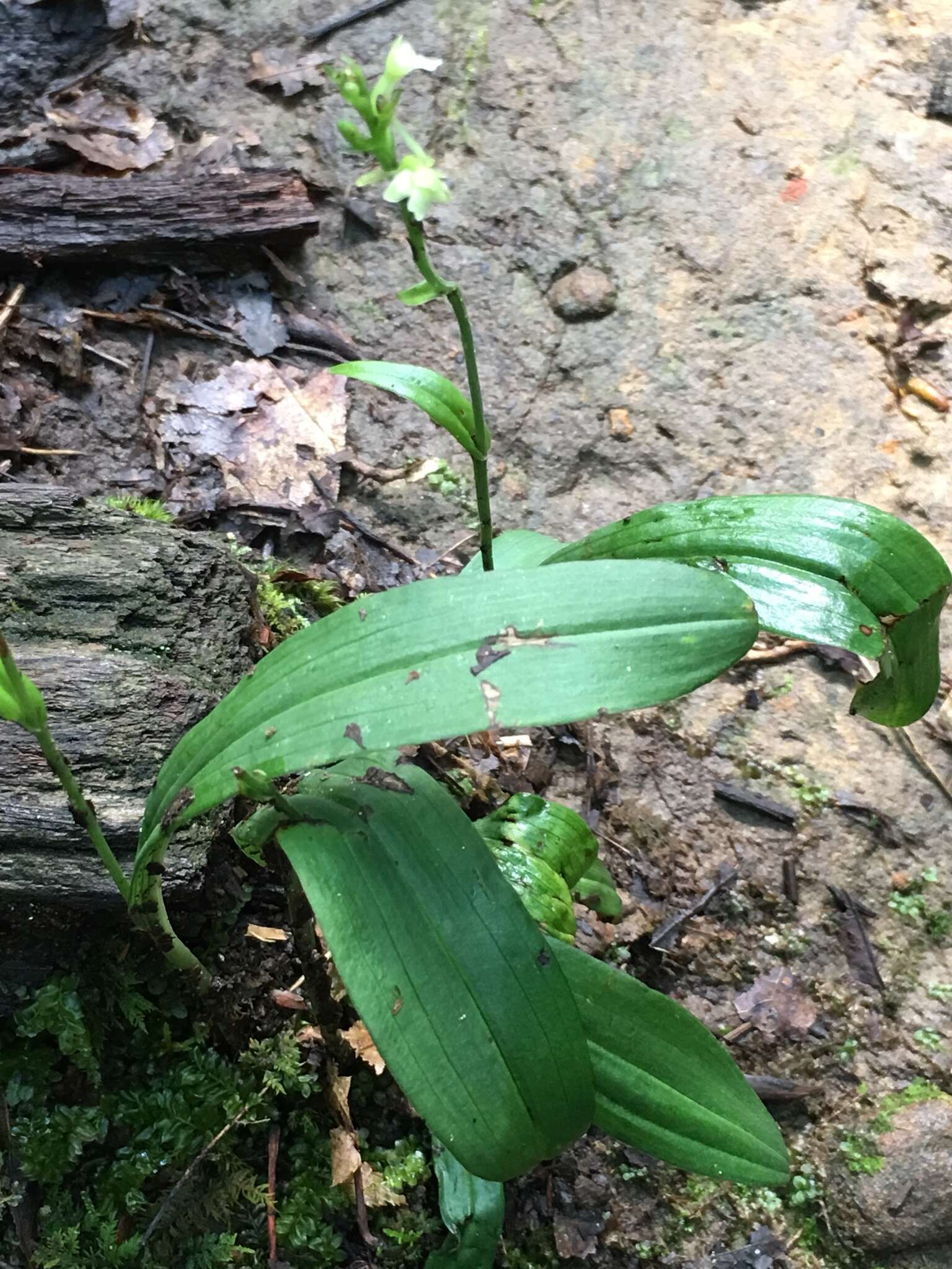 Image of Green Woodland Orchid