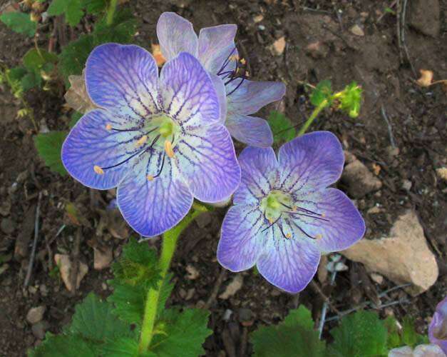 Phacelia grandiflora (Benth.) A. Gray的圖片