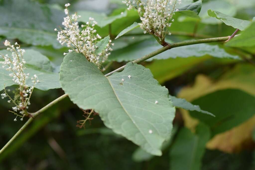 Plancia ëd Reynoutria sachalinensis (Friedrich Schmidt Petrop.) Nakai