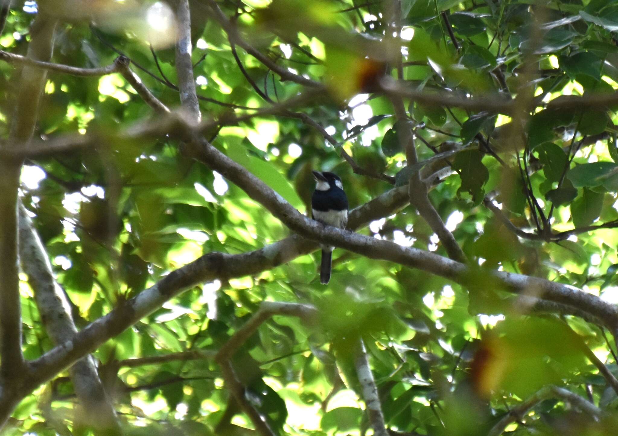 Image of Black-breasted Puffbird