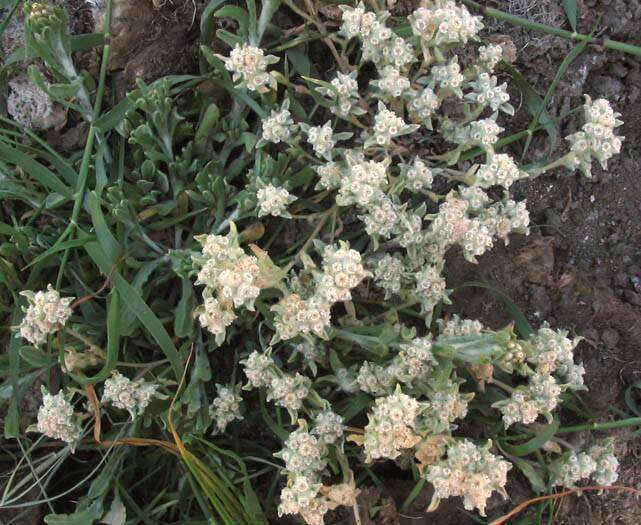 Image of western marsh cudweed