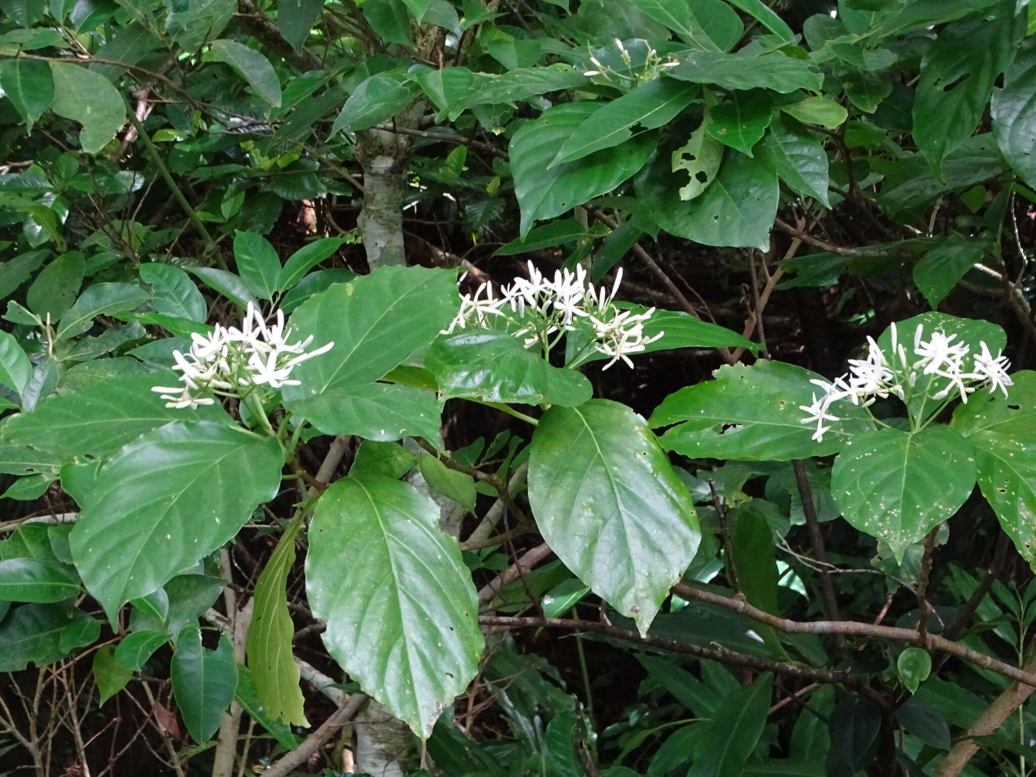 Image of Tarenna asiatica (L.) Kuntze ex K. Schum.