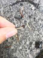 Image of Rocky Mountain Wood Tick