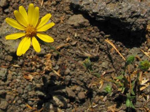 Image of Lyon's pygmydaisy