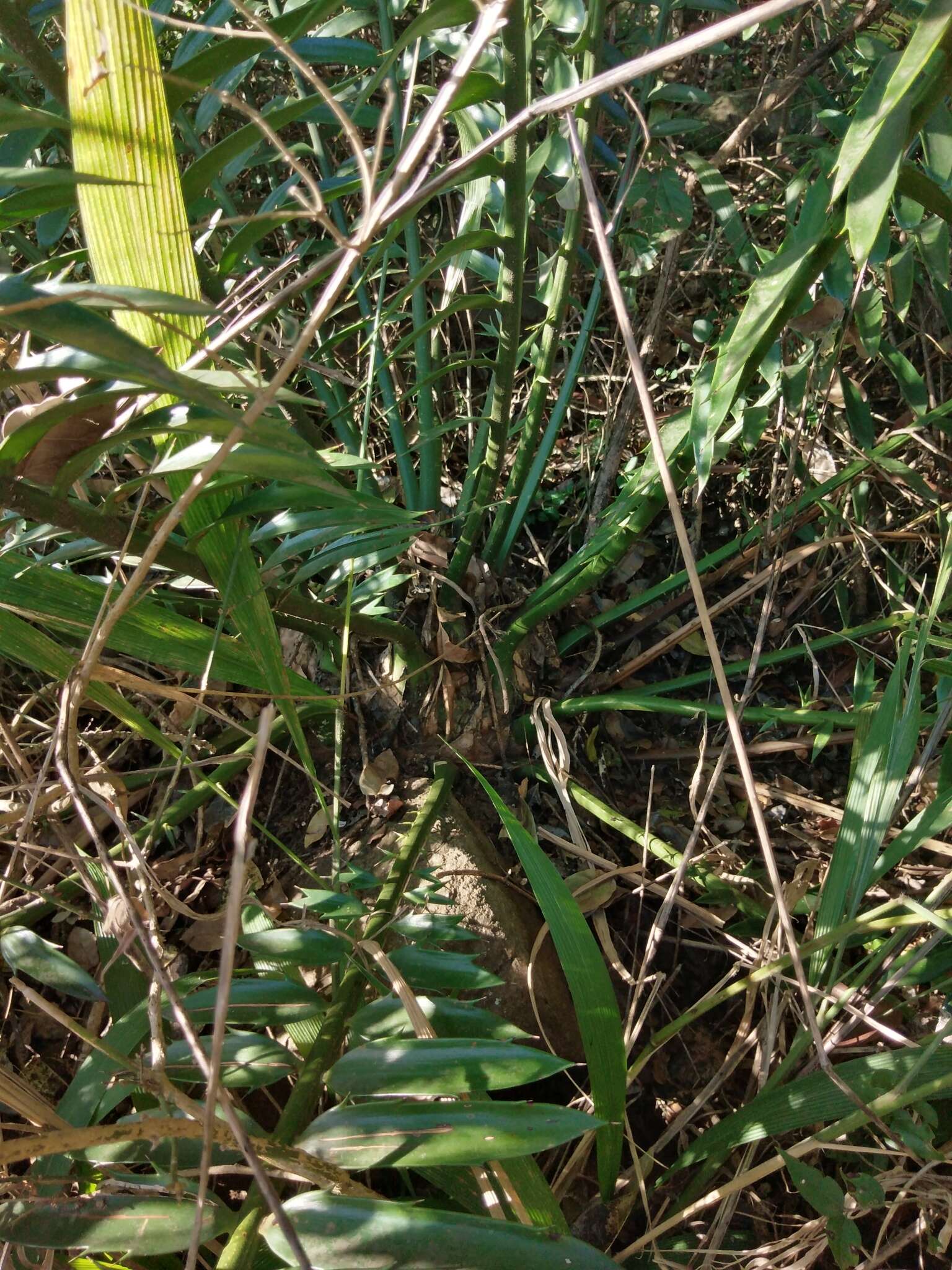 Image of Natal Cycad