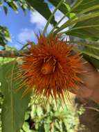 Image of burr daisytree