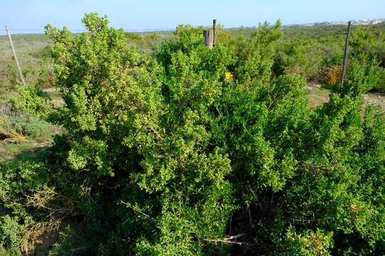 Imagem de Stoeberia utilis (L. Bol.) E. van Jaarsveld