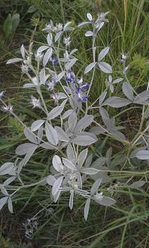 Image of silverleaf Indian breadroot