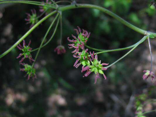 Image of Fendler's meadow-rue