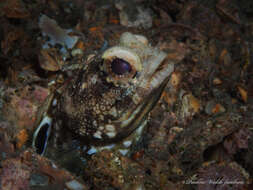 Image of Spotfin jawfish