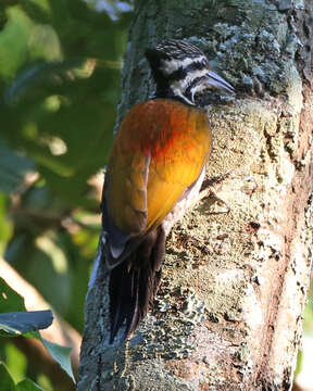 Image of Himalayan Flameback