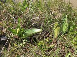 Image of checker lily