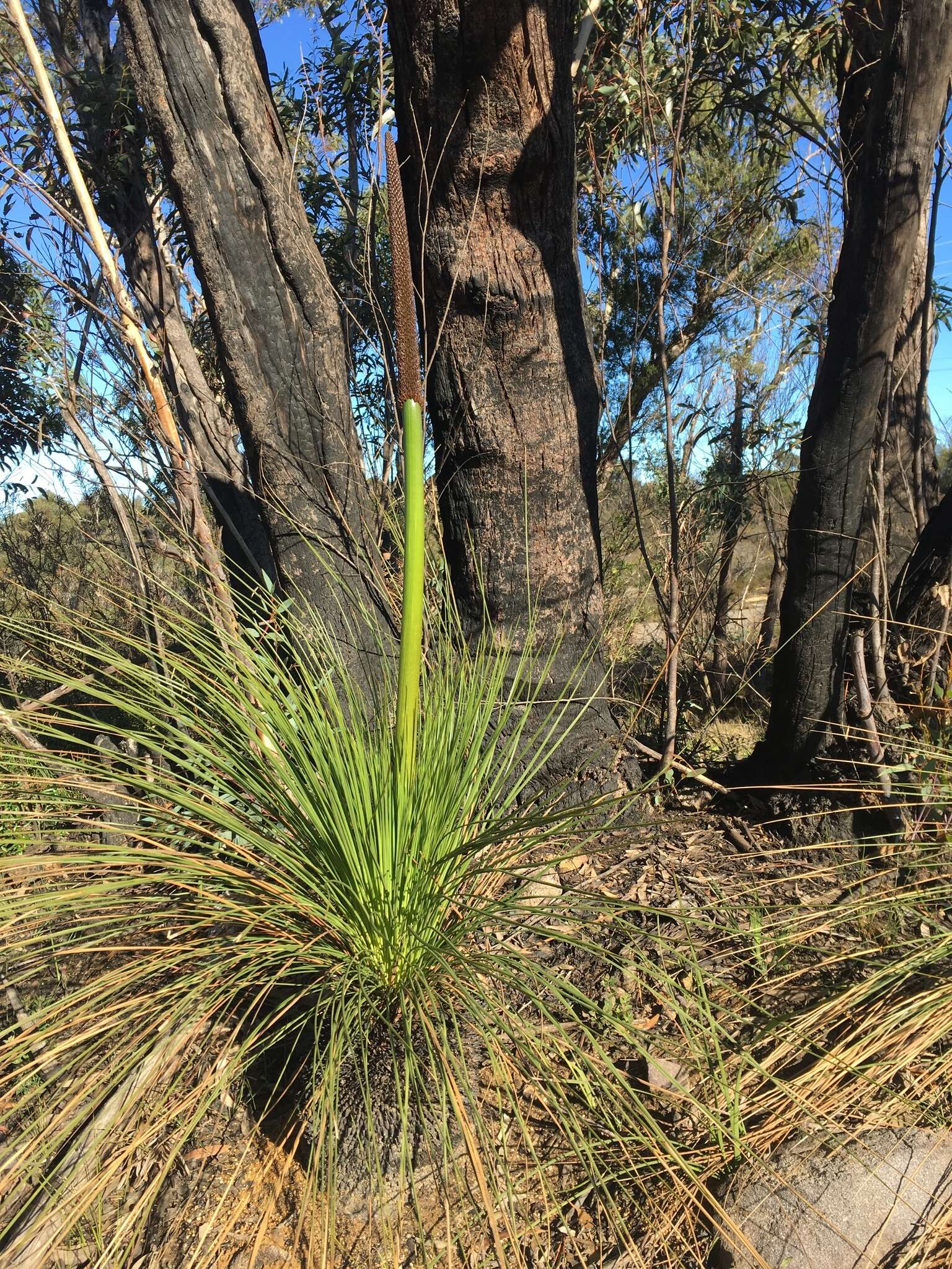 Image of Xanthorrhoea resinosa Pers.