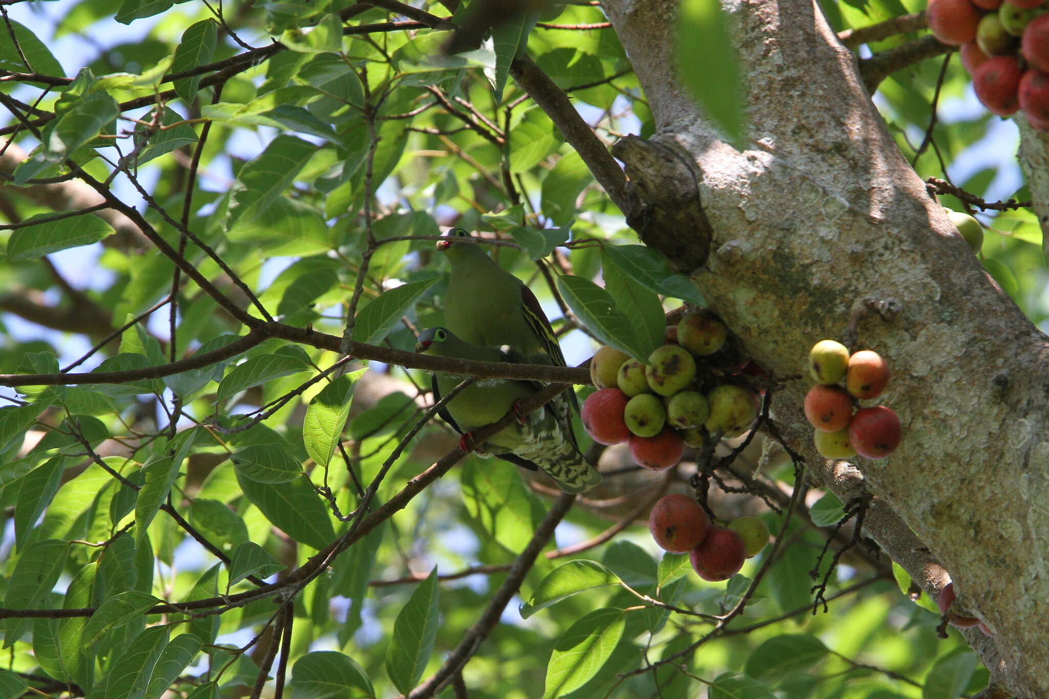 Image of Thick-billed Green Pigeon