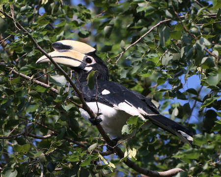 Image of Oriental Pied Hornbill