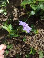 Plancia ëd Ruellia erythropus (Nees) Lindau