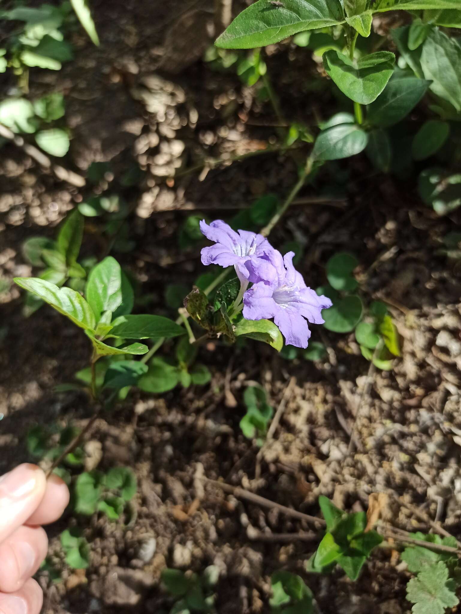 صورة Ruellia erythropus (Nees) Lindau