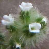 Image of pygmyflower cryptantha
