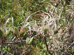 Image of Birch-leaf Mountain-mahogany