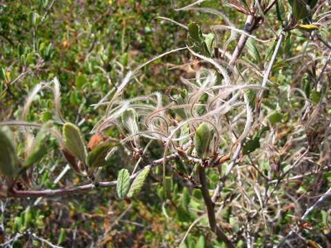 Image of Cercocarpus montanus var. glaber (S. Wats.) F. L. Martin