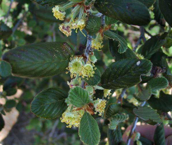 Image of Birch-leaf Mountain-mahogany