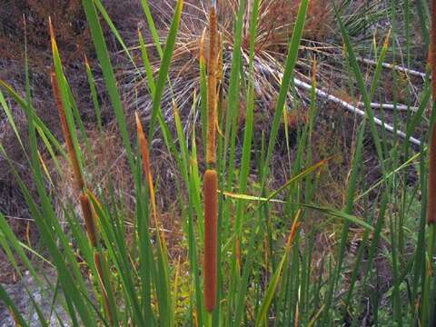 Image of southern cat-tail