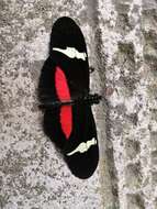 Image of <i>Heliconius <i>clysonymus</i></i> clysonymus