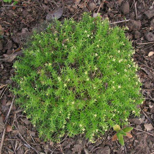 Image of phloxleaf bedstraw