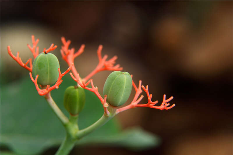 Image of goutystalk nettlespurge