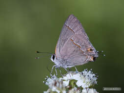 Image of Red-lined Scrub-Hairstreak