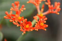 Imagem de Jatropha podagrica Hook.