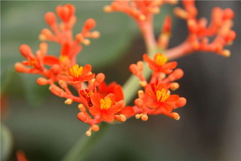 Imagem de Jatropha podagrica Hook.