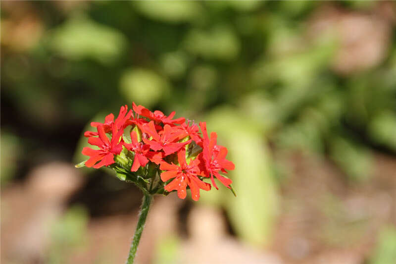 صورة Silene chalcedonica (L.) E. H. L. Krause