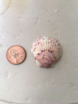 Image of Atlantic Calico scallop