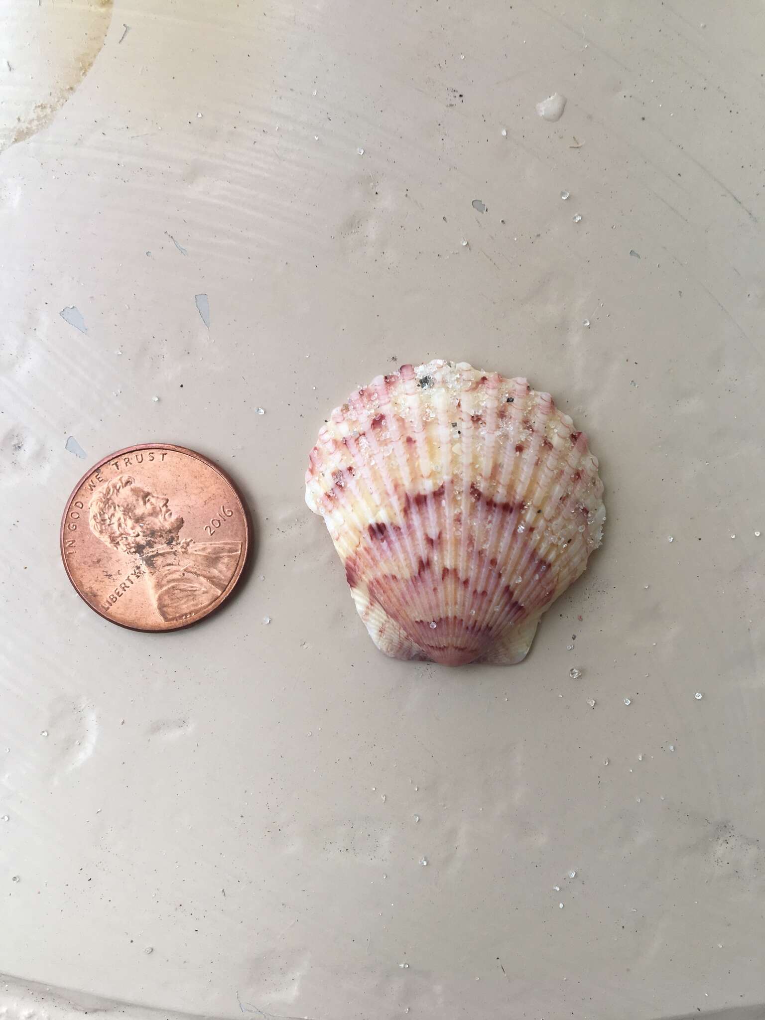 Image of Atlantic Calico scallop