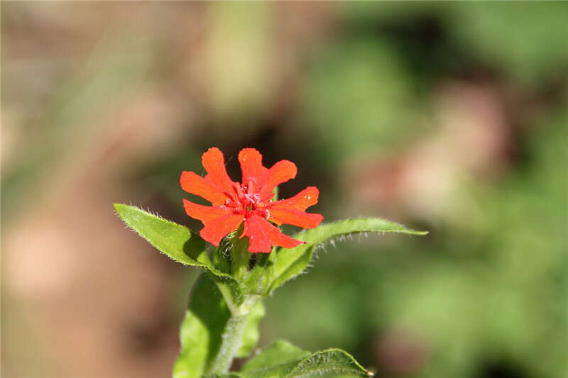 صورة Silene chalcedonica (L.) E. H. L. Krause