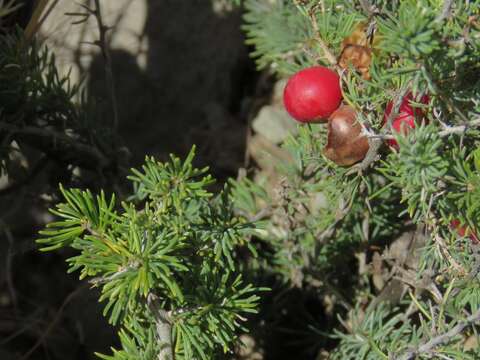 Image of Asparagus acocksii Jessop