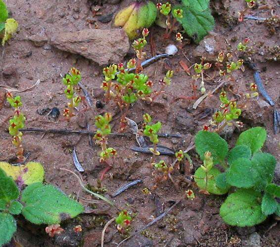 Image of sand pygmyweed