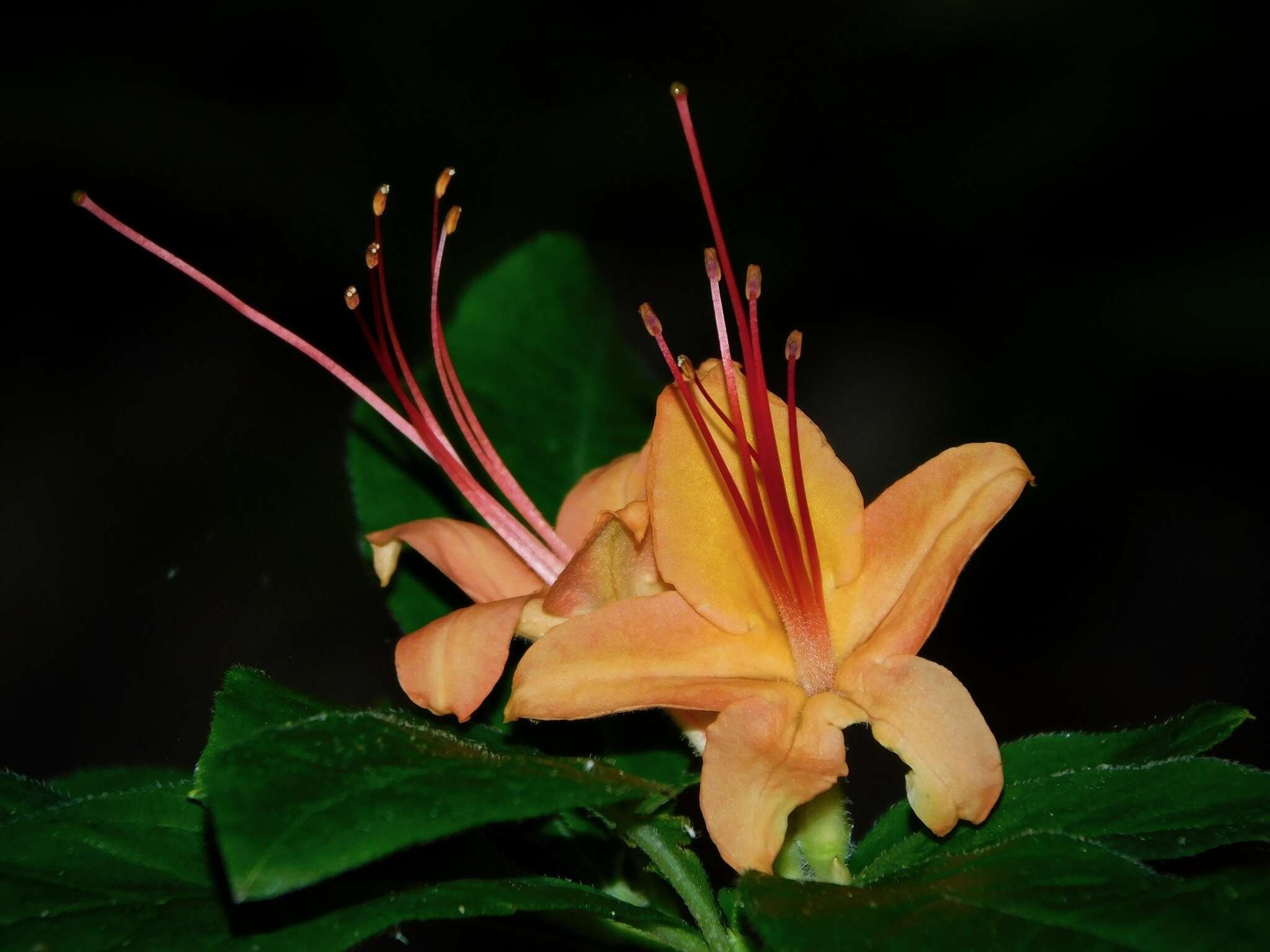 صورة Rhododendron cumberlandense E. L. Braun