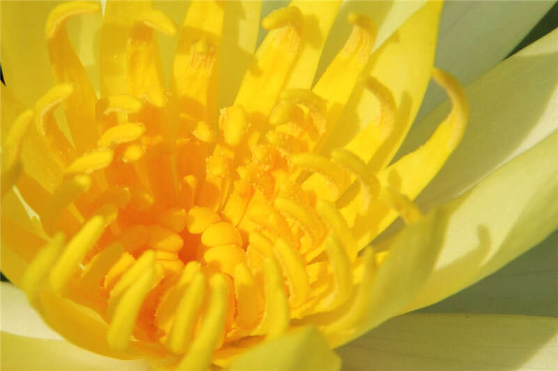 Image of yellow waterlily