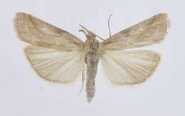 Hypochalcia propinquella Eversmann 1842的圖片