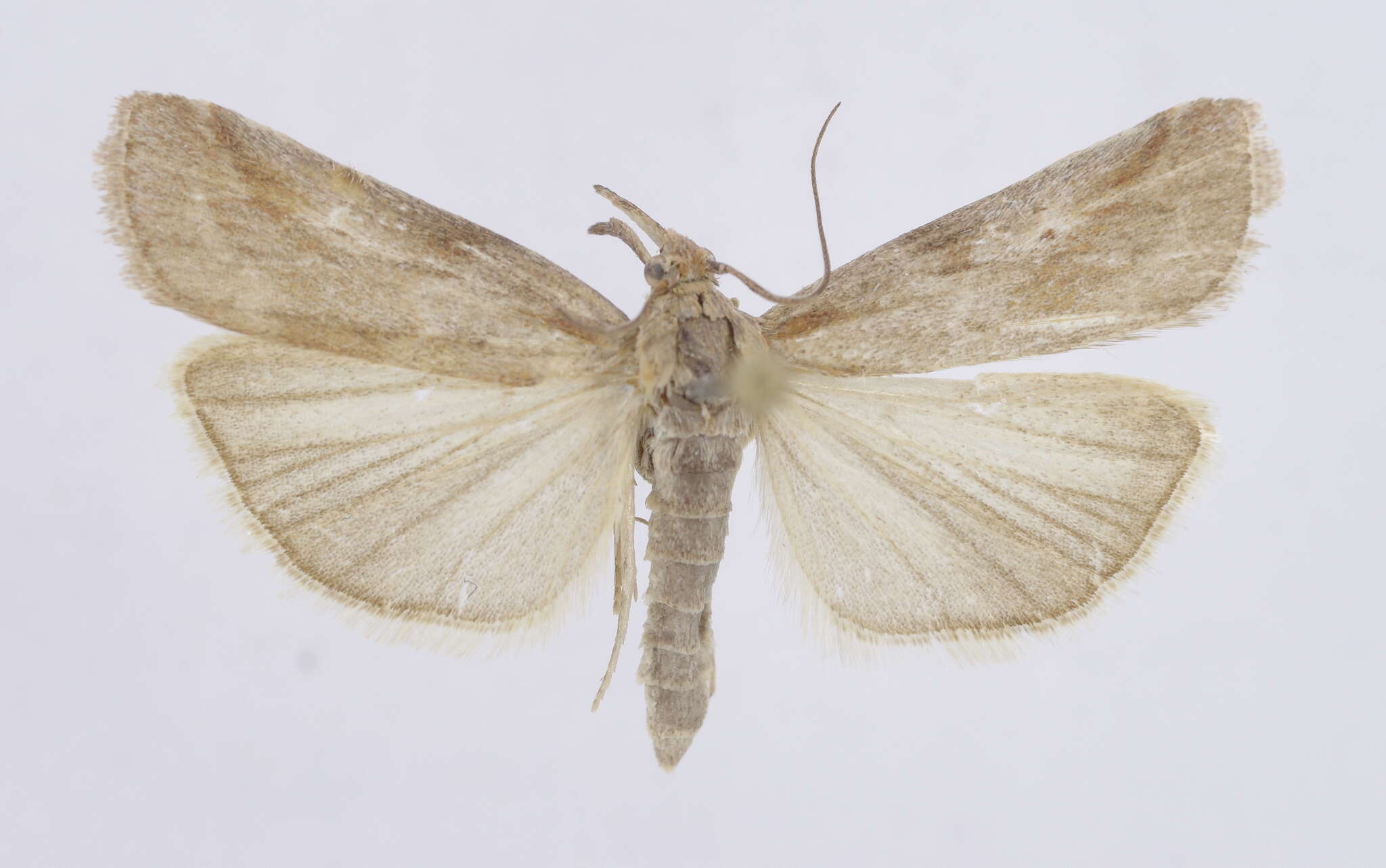 Hypochalcia propinquella Eversmann 1842的圖片