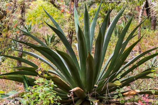 Image of Agave inaequidens subsp. barrancensis Gentry