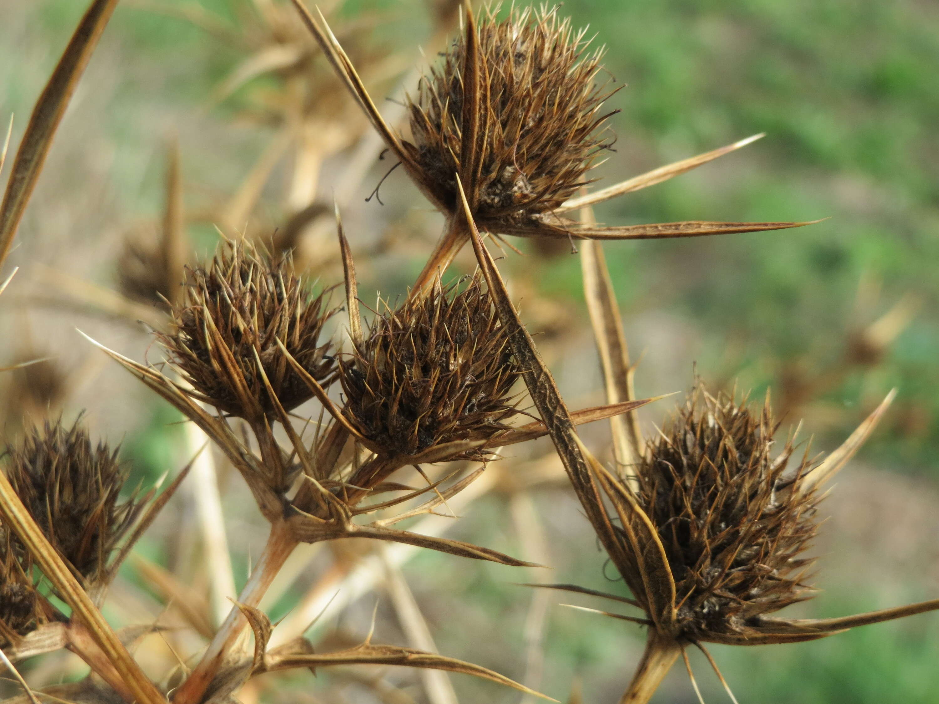 Image de chardon roulant