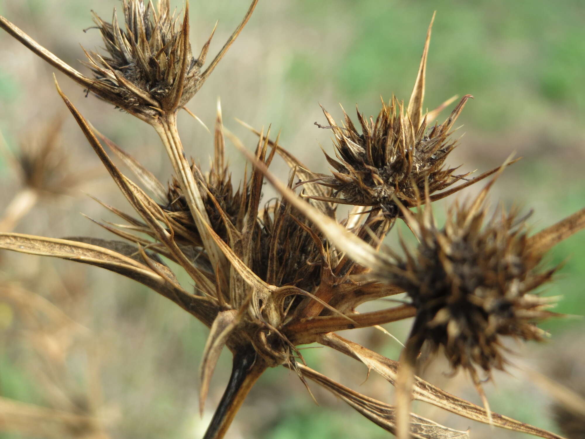 Image de chardon roulant