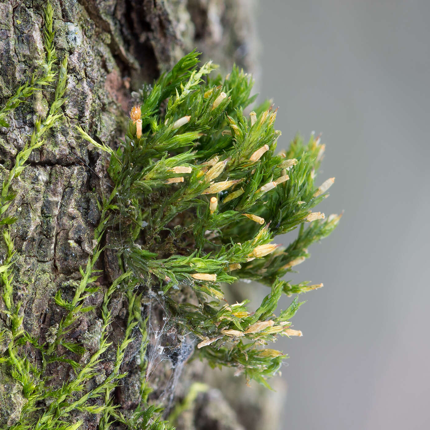 Image of <i>Lewinskya speciosa</i>