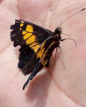 Image of Catasticta teutila (Doubleday 1847)