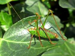 Image of speckled bush-cricket